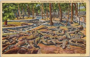St Augustine FL Alligator & Ostrich Farm Linen Postcard G78
