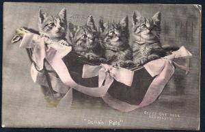 \Delia's Pets\ 4 Cats in a Basket RPPC used c1905