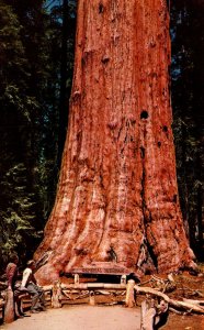 California Sequoia National Park General Sherman Tree Fred Harvey