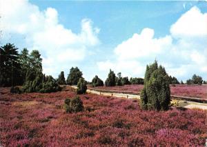 BG12519 naturpark sudheide am wietzer berg  germany