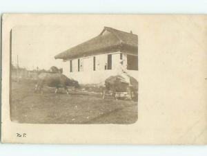 rppc Pre-1907 MAN RIDING ON COW BY THE HOUSE AC8005