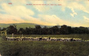 c.1908, Sheep Raising near Ft Smith, Arkansas, AR, Old Postcard