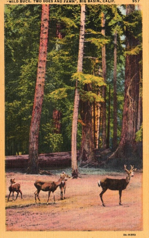 Vintage Postcard Wild Buck Two Does & Fawn Basin Wild Deer Santa Cruz California