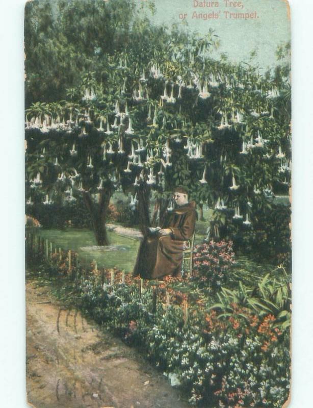 Divided-Back MONK SITTING UNDER DATURA TREE Postmarked Los Angeles CA F0038