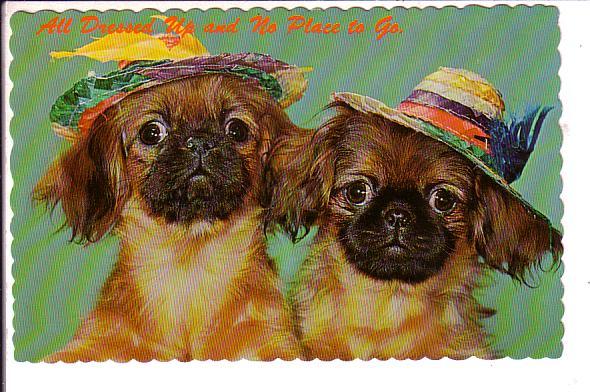 Two Puppies in Hats, All Dressed up, Greetings from Shelburne, Ontario, on Back