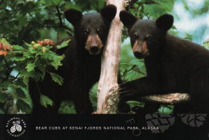 Baer Cubs,Knai Fjords National Park,AK