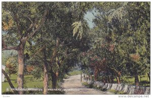 Driveway at Hotel Grasmere, Bermuda, PU-1912