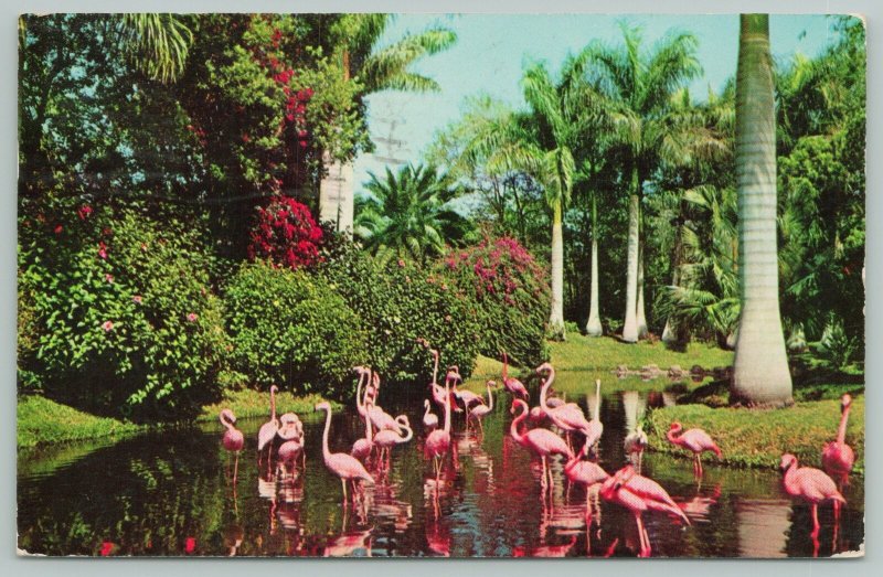 Florida~Sarasota Jungle Gardens Showing Flamingos~Standard Chrome Postcard