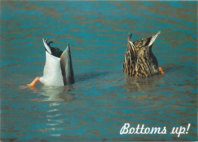 Duck tails bottoms up postcard