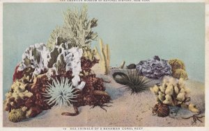 NEW YORK CITY, New York, 10-30s; Sea Animals Of A Bahaman Coral Reef, Museum