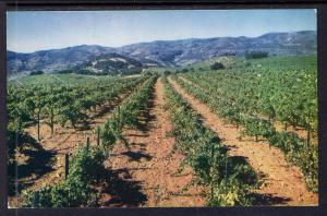 Louis M Maritini,St Nelena,CA, Vineyard