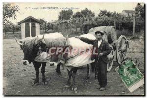 Old Postcard Folklore Pyrenees hitch Bearnais Beoufs