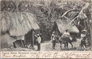 Typical Native Homestead Jamaica W.I. c1906 Postcard E41
