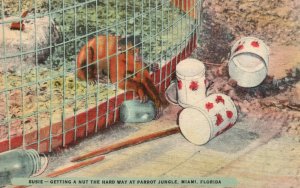 Vintage Postcard Susie Getting A Nut Parrot Jungle Monkey Fenced Miami Florida
