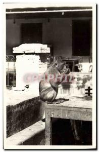 Postcard Old Monkey Blida type of monkey in freedom