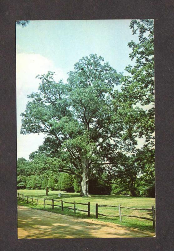 TN Largest Pecan Tree Natches Trace State Park Lexington Tenn Tennessee Postcard