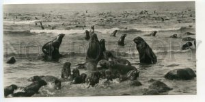 484863 1973 Kamchatka fur seals Bering Island photo Muravina Planet ed. 40000