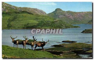 Modern Postcard Royal Stag in Velvet Scotland Scotland Scottish Highlands