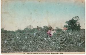 BLACK AMERICANA   Foreman, AR  COTTON FIELD postcard