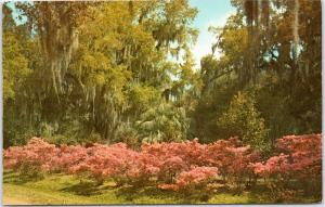 Florida - Azaleas and Oak trees