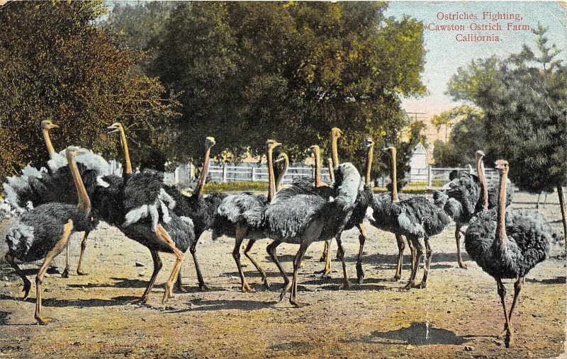 Los Angeles California 1909 Postcard Cawston Ostrich Farm Fighting Ostriches