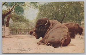 Animal~Chicago Illinois~Lincoln Park Herd of Buffalo~King~Vintage Postcard 