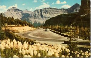 Bear Grass blooming on Going-to-the-Sun Highway Montana Glacier National Park