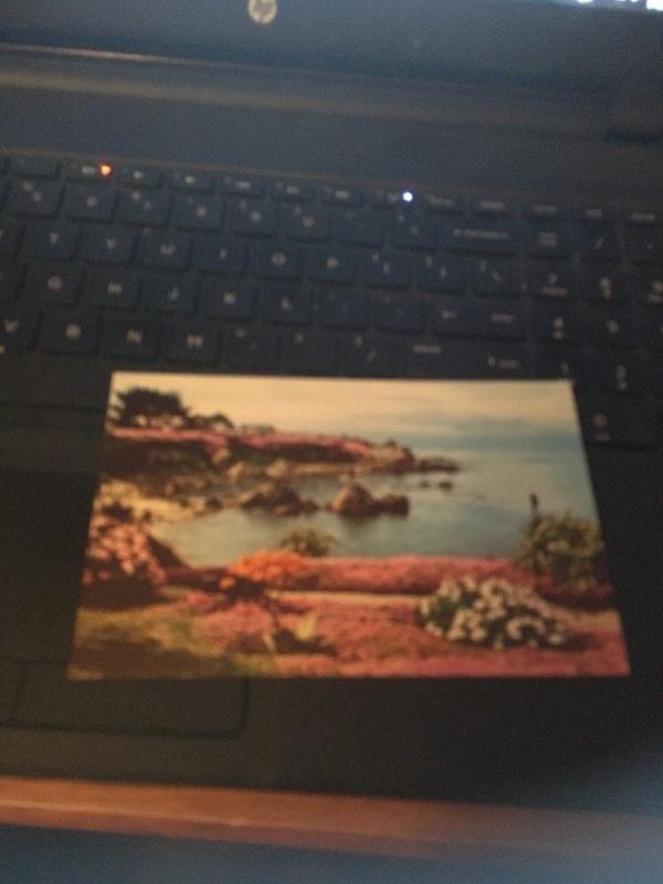 Vtg Postcard:  Ocean View Boulevard, Pacific Grove CA , red and pink ice plants