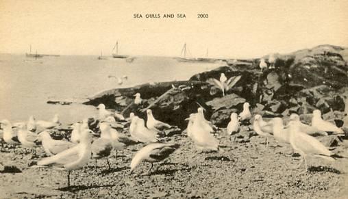 Sea Gulls & The Sea