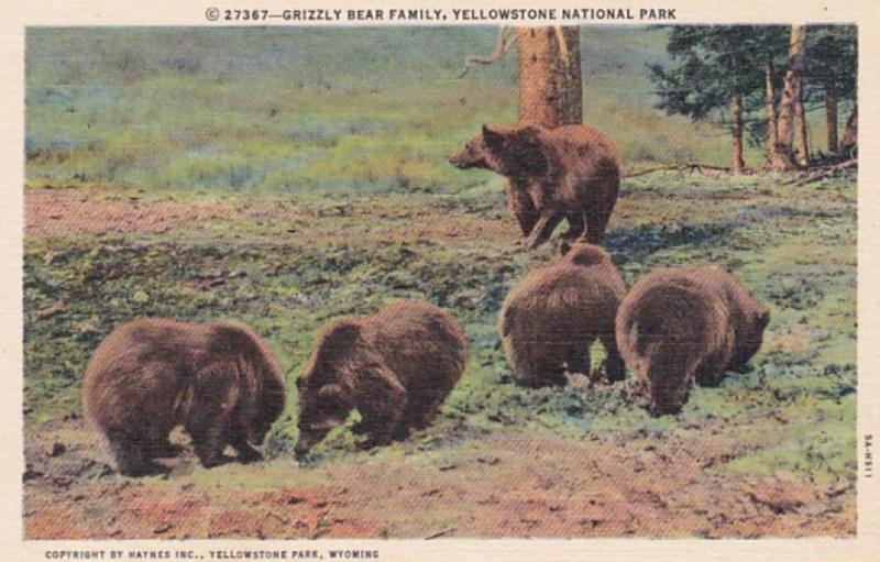 Yellowstone National Park Grizzly Bear Family Curteich