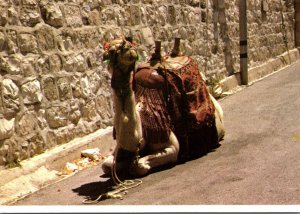 Israel Scene Showing Camel