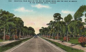 Vintage Postcard Palm Road To Indian Rocks & Gulf Of Mexico Attraction Florida