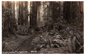 RPPC Postcard Ferns Redwoods California Vintage Photo