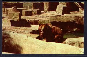 Bear,Brookfield Zoo,Brookfield,IL