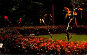 Florida Sarasota Jungle Gardens Colrful Macaws Surrounded By Ixora In Bloom 1965