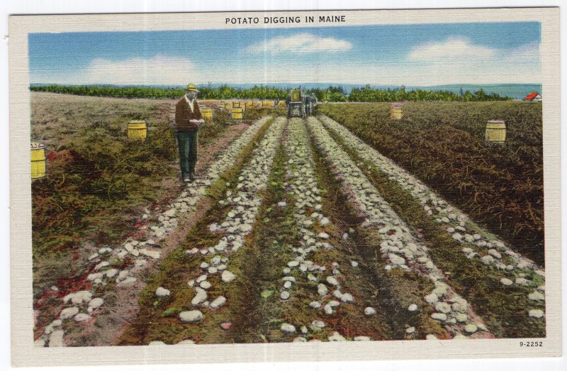 Potato Digging In Maine