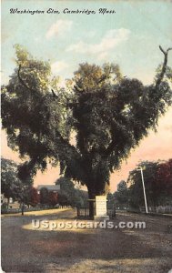 Washington Elm - Cambridge, Massachusetts MA Postcard