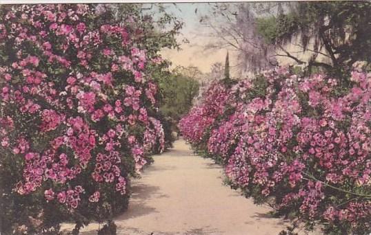 Middleton Gardens Charleston South Carolina Handcolored Albertype 1937