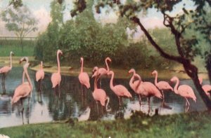 Flamingoes At The Zoo Oilette Tucks Bird Antique WW2 Postcard