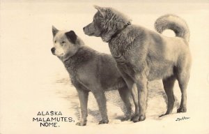 Early AZO Real Photo RPPC, Alaska Malamutes, Nome, Alaska, AK,Old Postcard