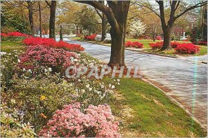Modern Postcard South Carolina in The Spring