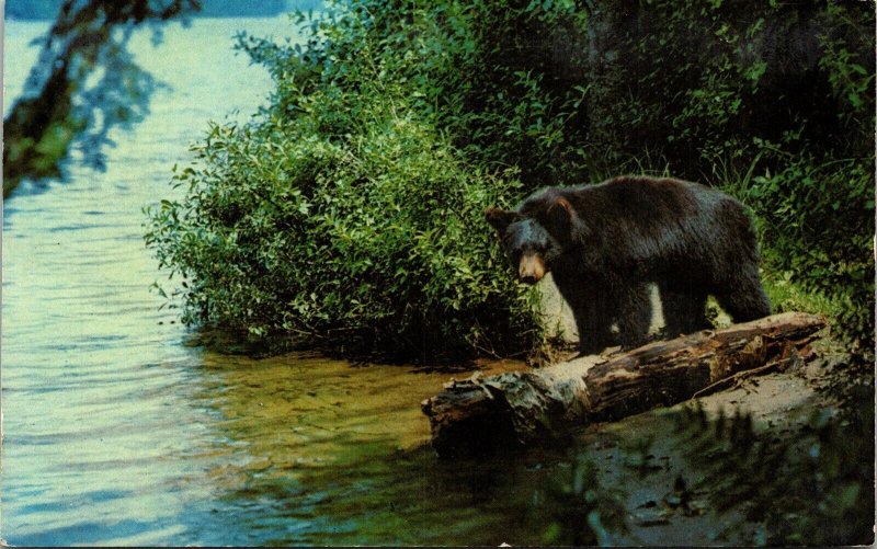 Yearling Cub Black Bear Eastern United States Anthony Marie Wob Note Postcard 