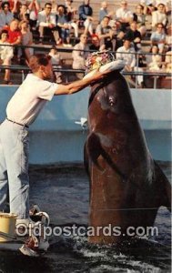 Marineland of the Pacific, USA Bubbles, Whale Show 1963 