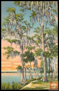 Cypress Trees Covered with Moss in Dixieland