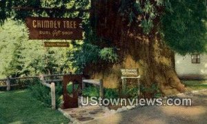 Chimney Tree - Redwood Highway, CA