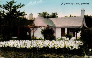 Bermuda A Garden Of Lilies