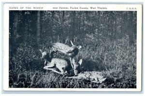 Babes Of The Woods Near Parsons Tucker County West Virginia WV Vintage Postcard