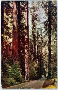 Postcard - Avenue Of Giants - California