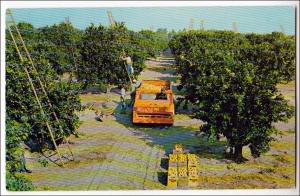 FL - Harvesting Oranges