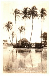 Palms and Rice Fields Hawaii RPPC Postcard